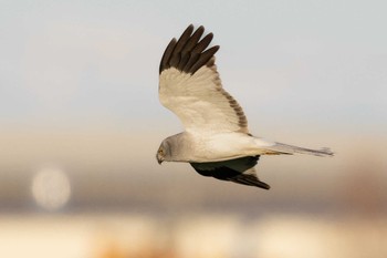 Hen Harrier Unknown Spots Unknown Date