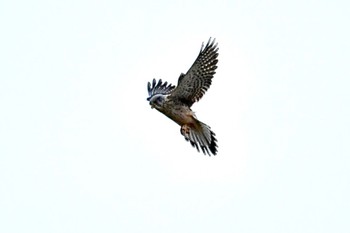 Common Kestrel Watarase Yusuichi (Wetland) Tue, 1/2/2024