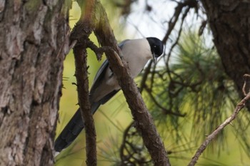 Azure-winged Magpie 相模大堰 Wed, 1/3/2024