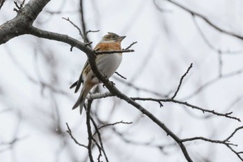 2024年1月13日(土) 八ヶ岳自然文化園の野鳥観察記録