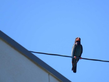 Oriental Dollarbird 長野県 Tue, 7/5/2016