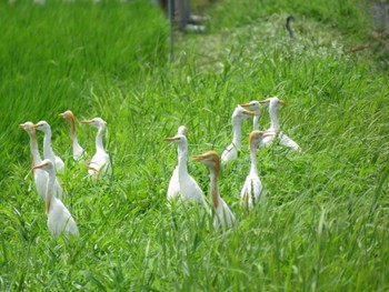 Eastern Cattle Egret 愛知県 Fri, 7/22/2016