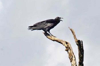 Fan-tailed Raven