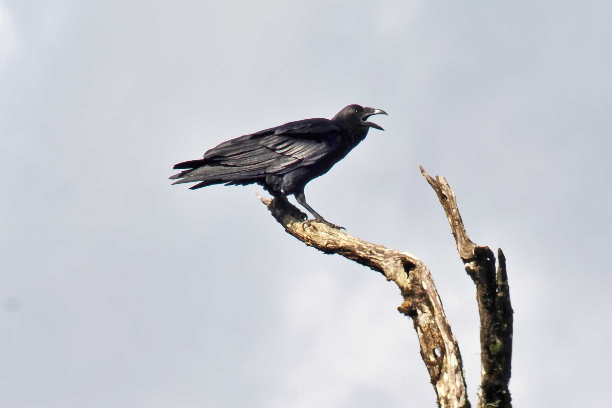 Photo of Fan-tailed Raven at Amboseli National Park by 藤原奏冥