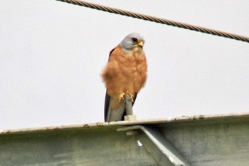 Lesser Kestrel Amboseli National Park Fri, 12/29/2023