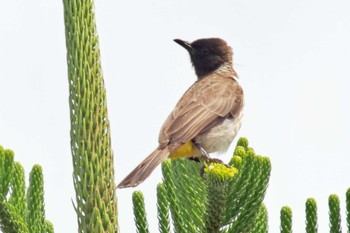 Common Bulbul Amboseli National Park Fri, 12/29/2023