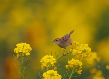 セッカ 神奈川県 2024年1月3日(水)