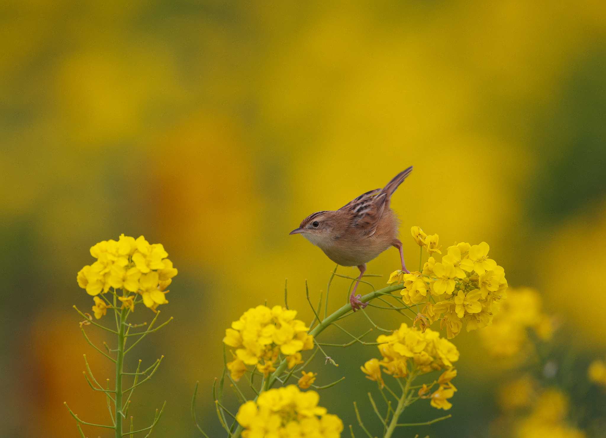 神奈川県 セッカの写真 by snipe