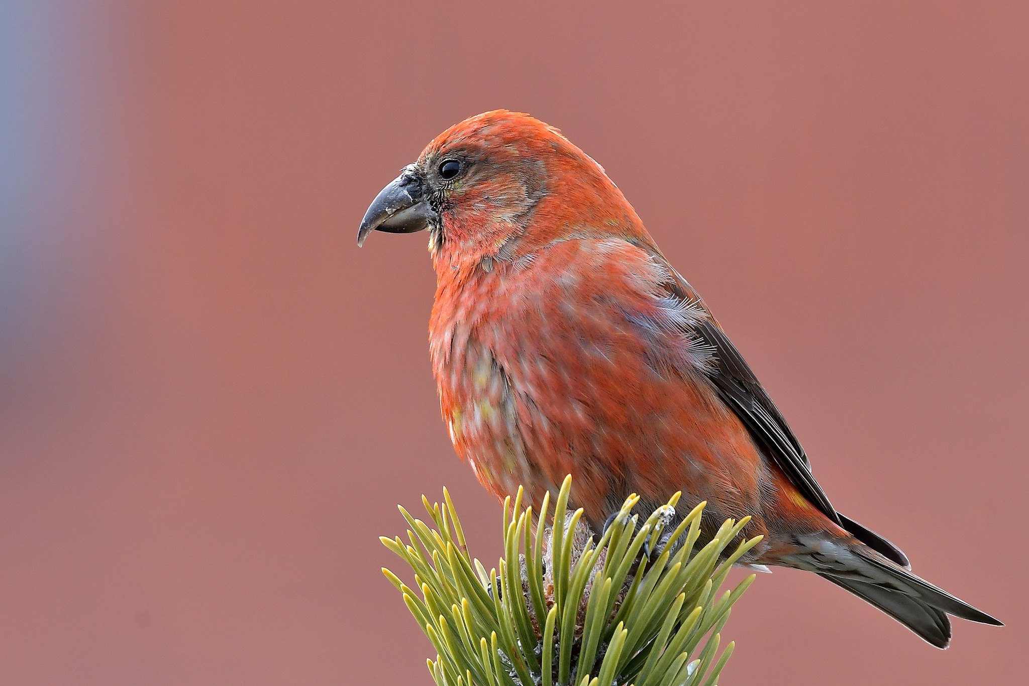 Red Crossbill