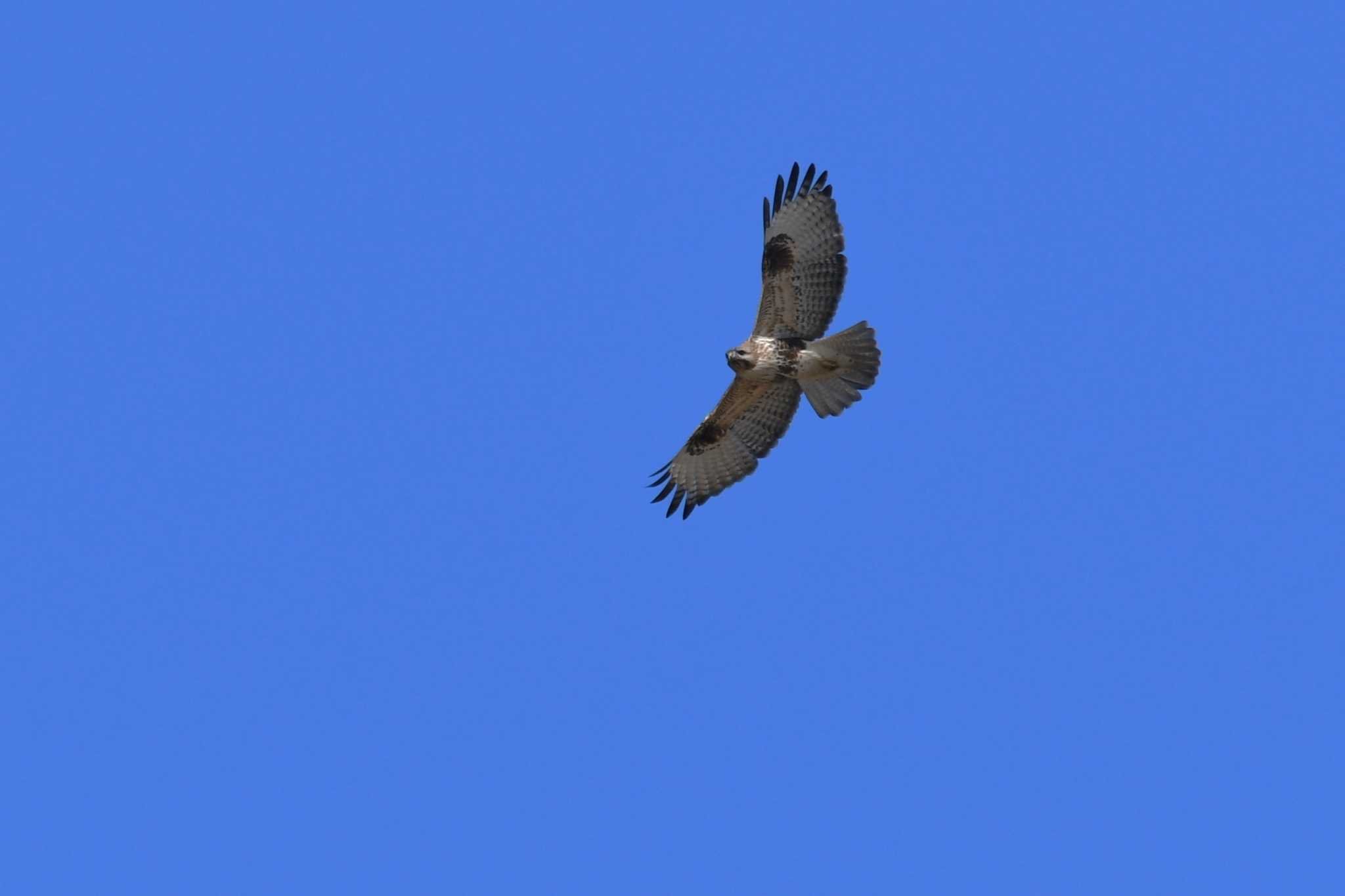 Photo of Eastern Buzzard at 河北潟 by 岸岡智也