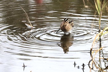 Common Snipe 行徳鳥獣保護区 Sat, 1/13/2024