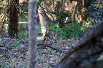 トラツグミ 源氏山公園(鎌倉市) 2024年1月13日(土)