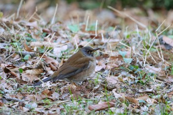 Pale Thrush 源氏山公園(鎌倉市) Sat, 1/13/2024