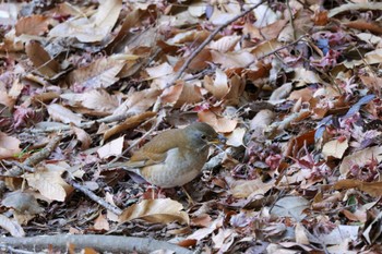 Pale Thrush 源氏山公園(鎌倉市) Sat, 1/13/2024