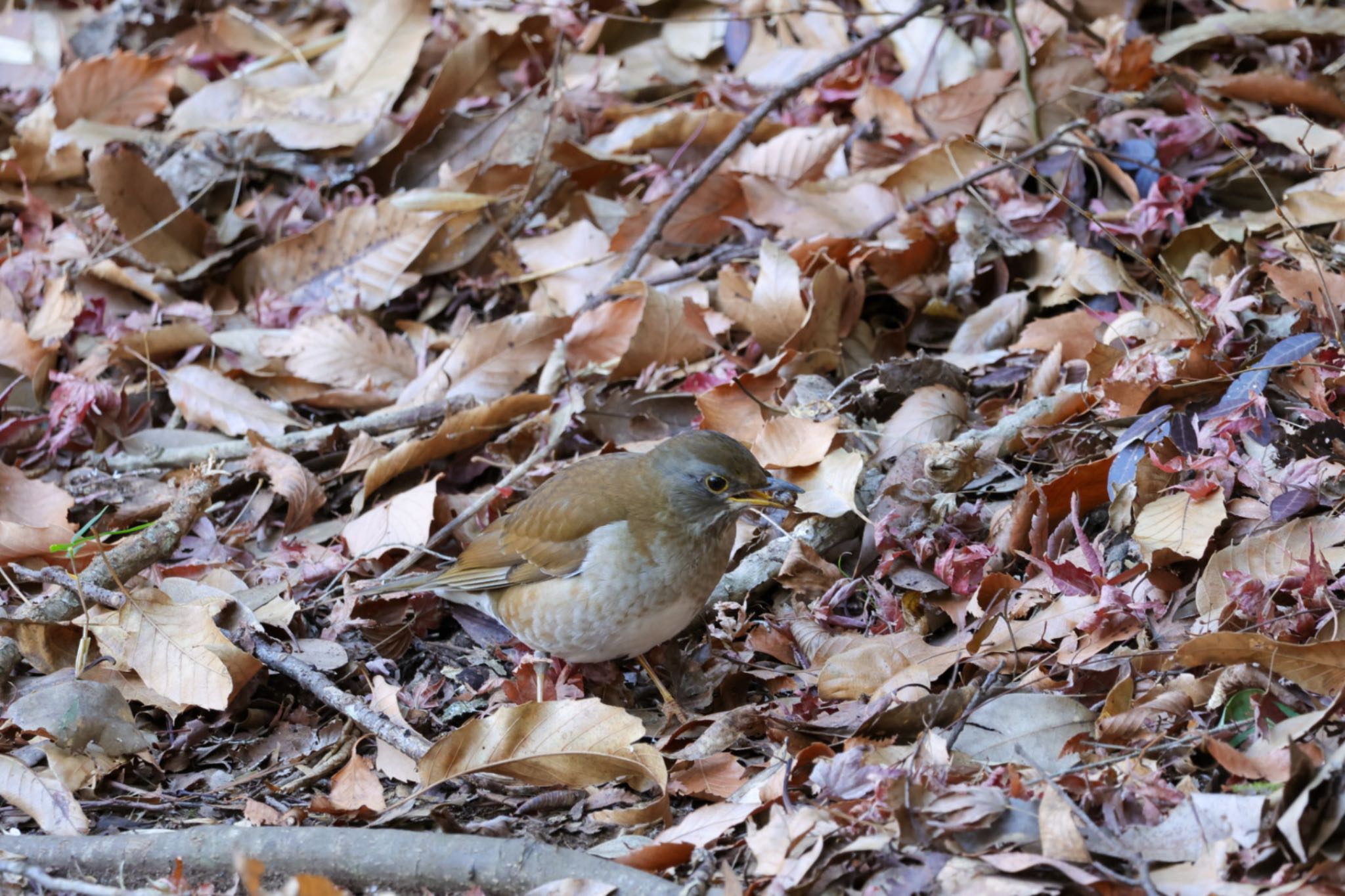 Photo of Pale Thrush at 源氏山公園(鎌倉市) by Allium