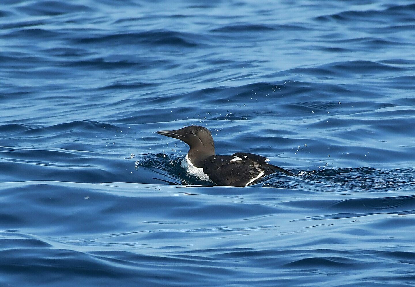 北海道 ウミガラスの写真 by Markee Norman