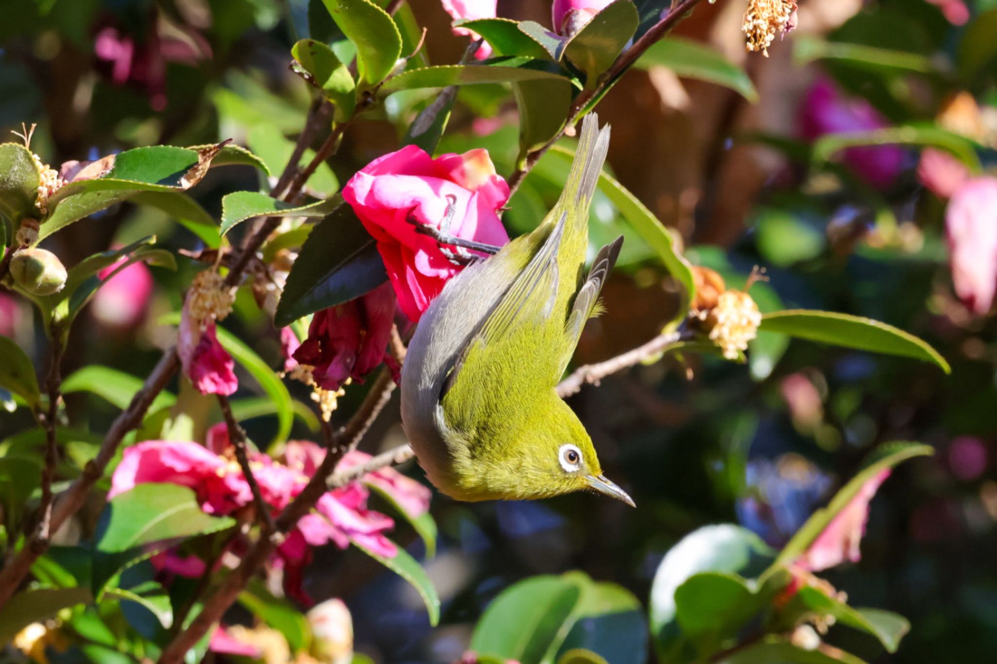 Photo of Warbling White-eye at 源氏山公園(鎌倉市) by Allium