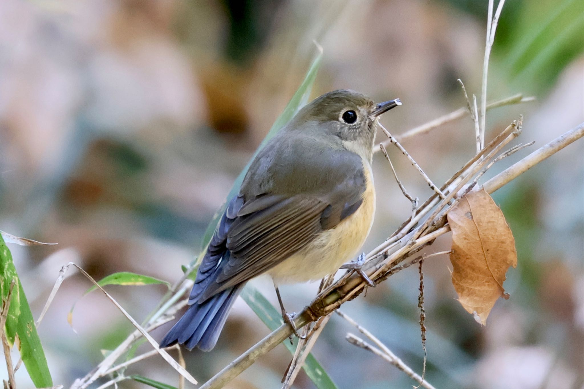 Red-flanked Bluetail