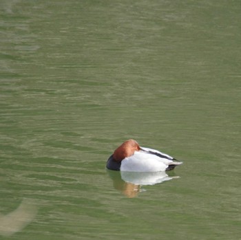 Common Pochard 水の森公園 Sat, 1/13/2024