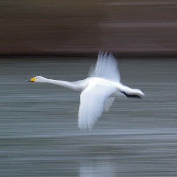 Whooper Swan 水の森公園 Sat, 1/13/2024