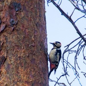 Great Spotted Woodpecker 水の森公園 Sat, 1/13/2024