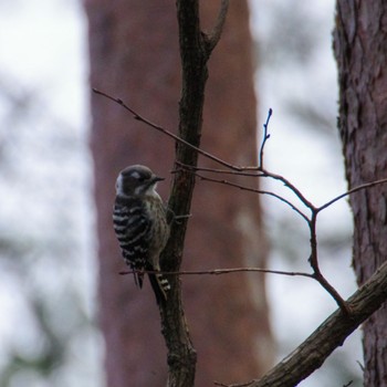 Japanese Pygmy Woodpecker 水の森公園 Sat, 1/13/2024