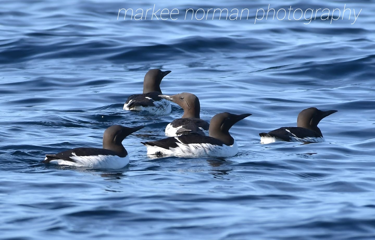 北海道 ウミガラスの写真 by Markee Norman