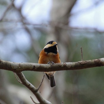 Varied Tit 水の森公園 Sat, 1/13/2024