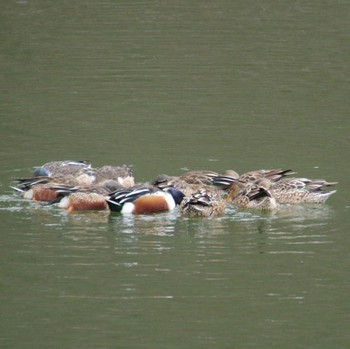 Northern Shoveler 水の森公園 Sat, 1/13/2024