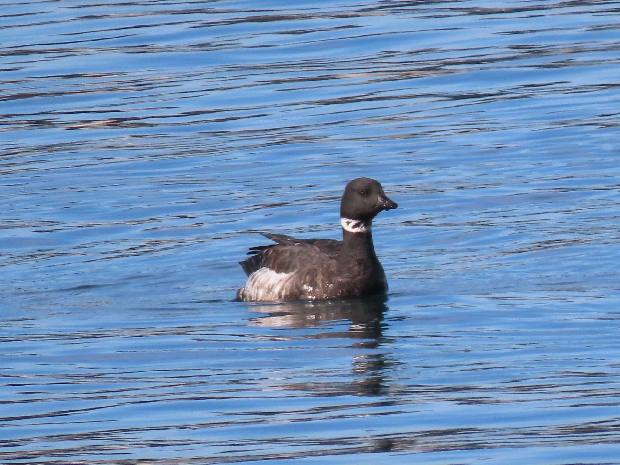 Brant Goose