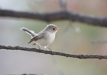 Red-breasted Flycatcher 埼玉県松伏市 Sat, 1/13/2024