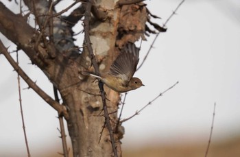 Red-breasted Flycatcher 埼玉県松伏市 Sat, 1/13/2024