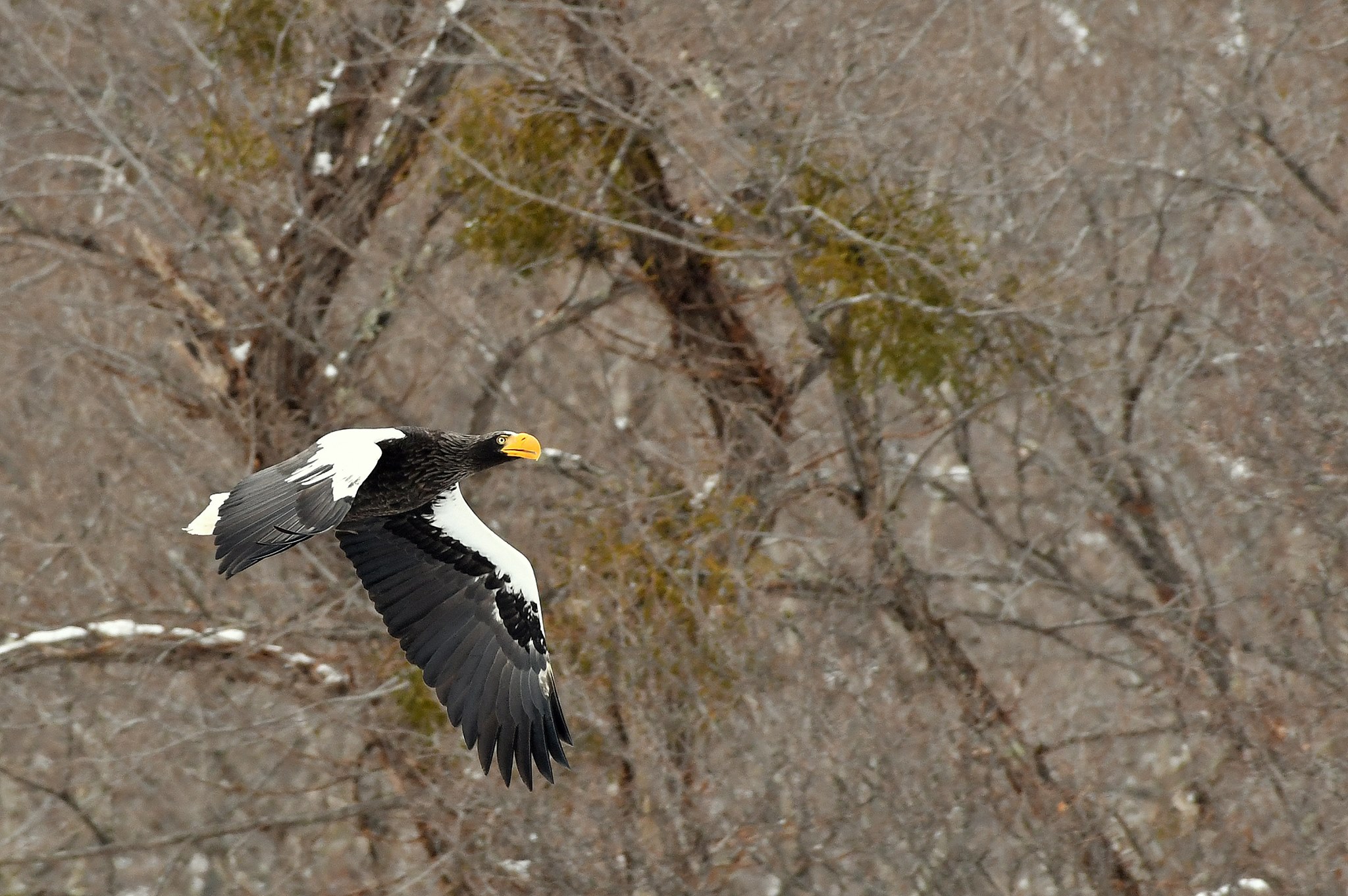 Photo of Steller's Sea Eagle at 北海道 by Markee Norman