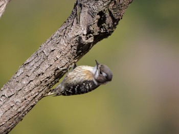 Japanese Pygmy Woodpecker 静岡市 Tue, 1/9/2024