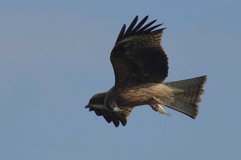 Black Kite 愛知県 Sun, 1/7/2024