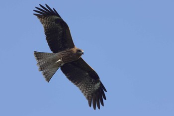 Black Kite 愛知県 Sun, 1/7/2024