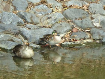 2024年1月13日(土) 大阪府高槻市 今城塚古墳の野鳥観察記録