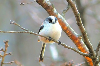 Long-tailed Tit Mine Park Sat, 2/15/2020