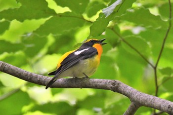 Narcissus Flycatcher Mine Park Sun, 5/24/2020