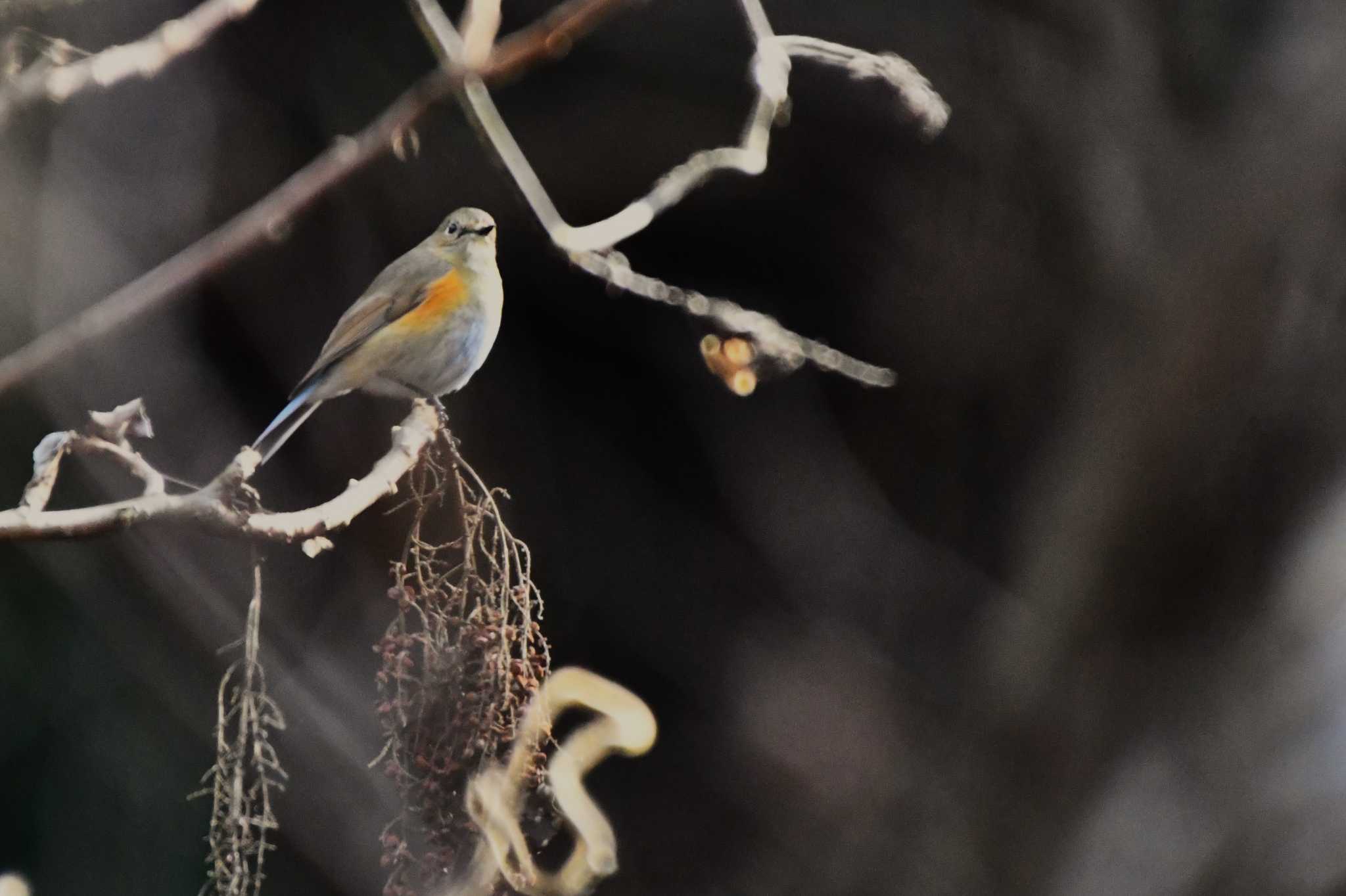 Red-flanked Bluetail