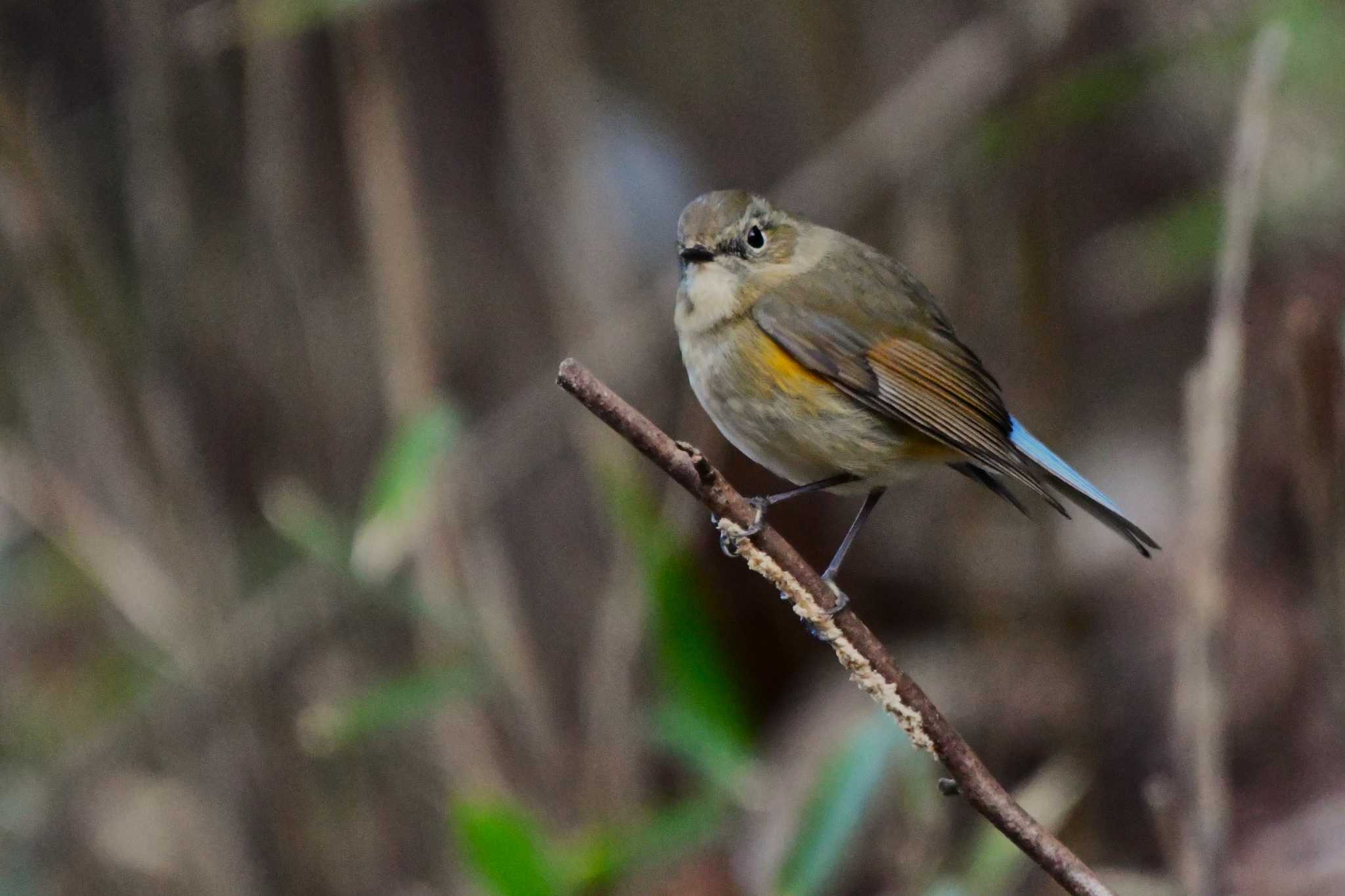Photo of Red-flanked Bluetail at Hayatogawa Forest Road by geto