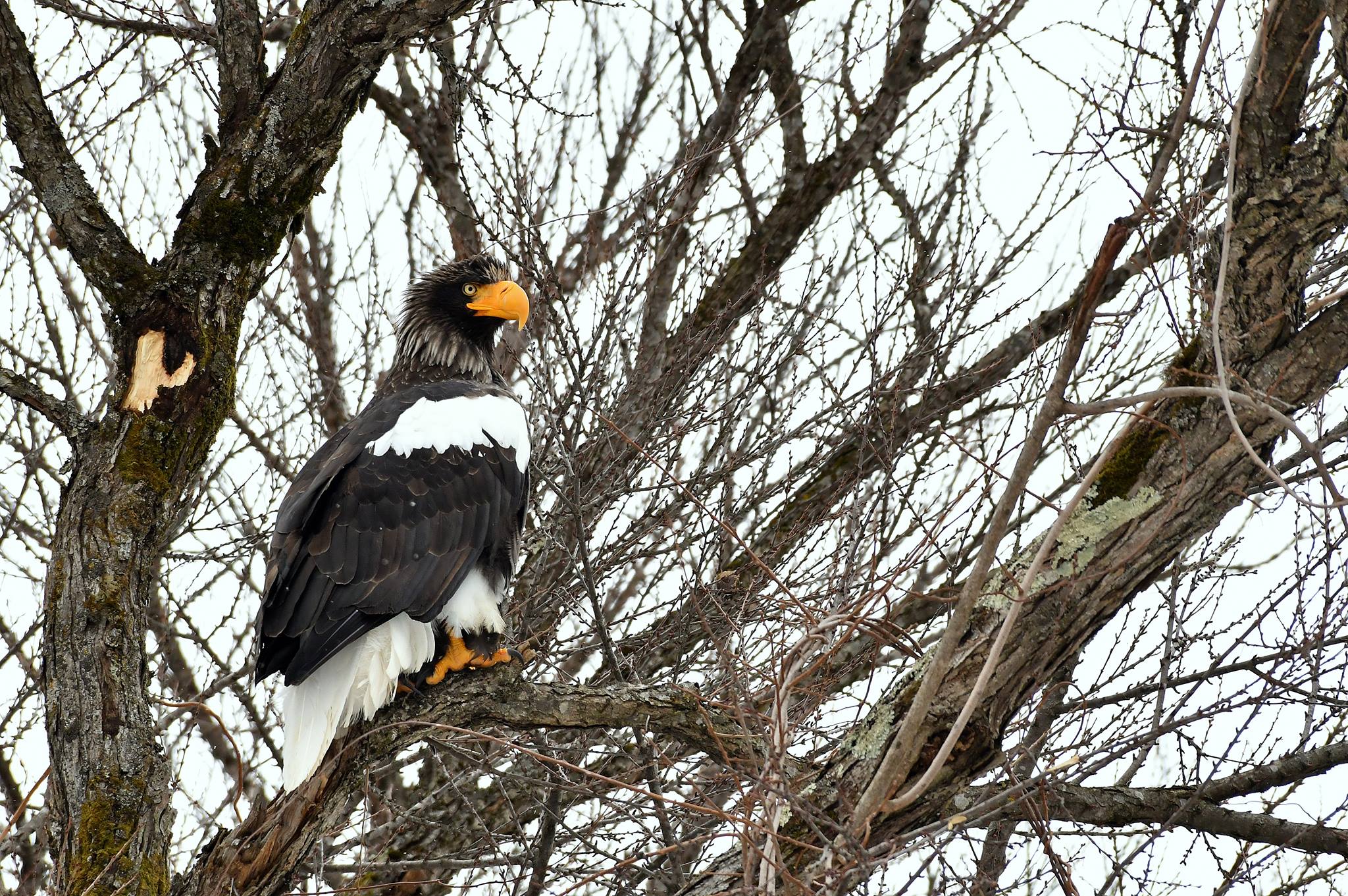 Photo of Steller's Sea Eagle at 北海道 by Markee Norman