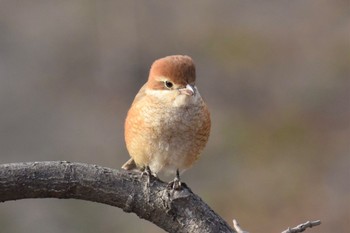 Bull-headed Shrike Mine Park Sat, 1/13/2018