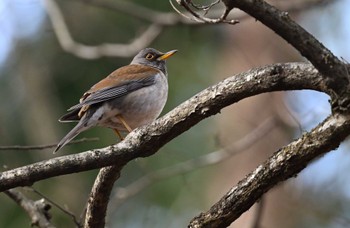 2024年1月13日(土) 北杜市の野鳥観察記録