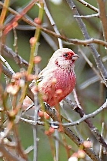 Siberian Long-tailed Rosefinch Mine Park Sun, 3/13/2022