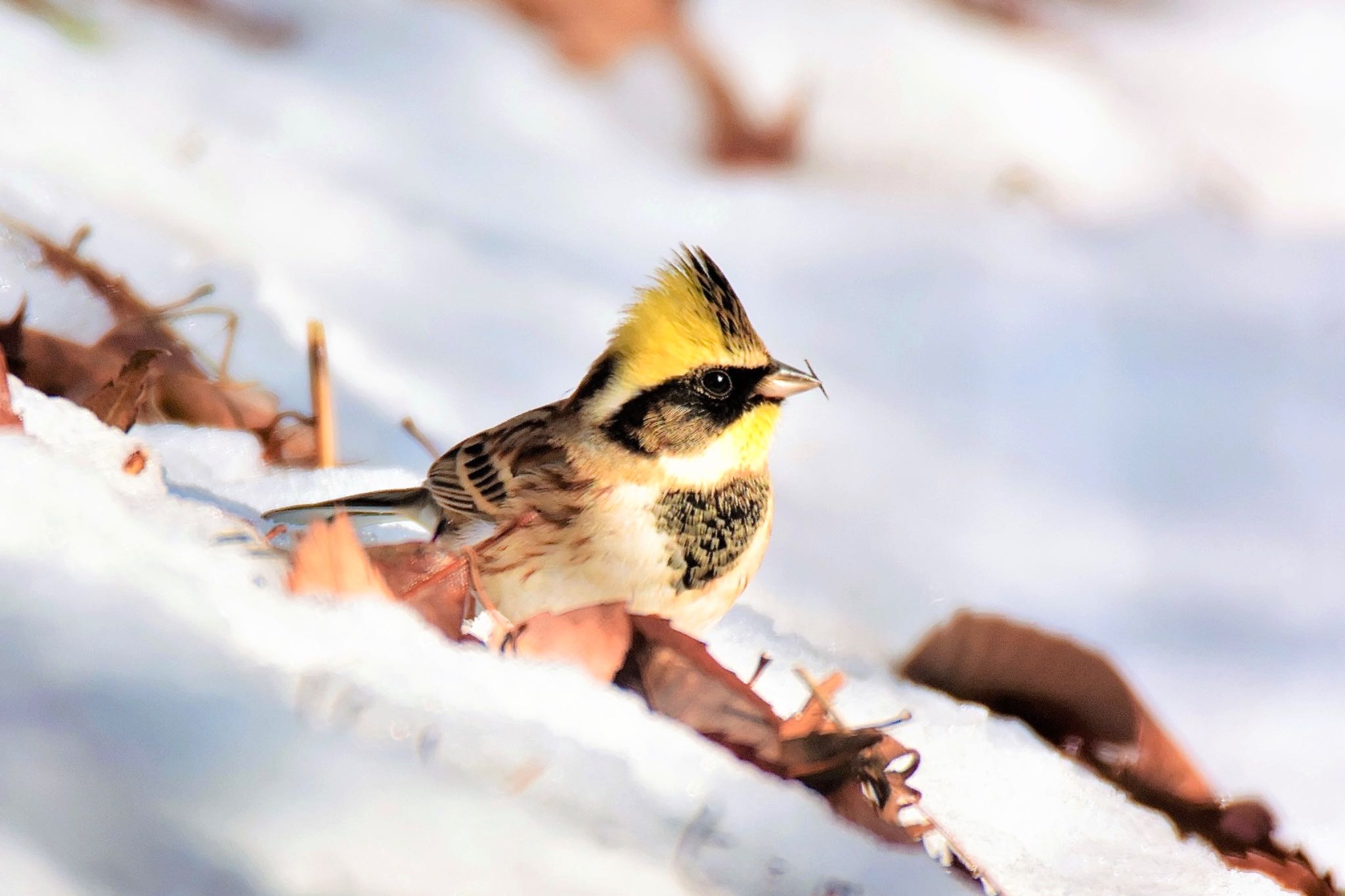 Photo of Yellow-throated Bunting at Mine Park by yanahiro