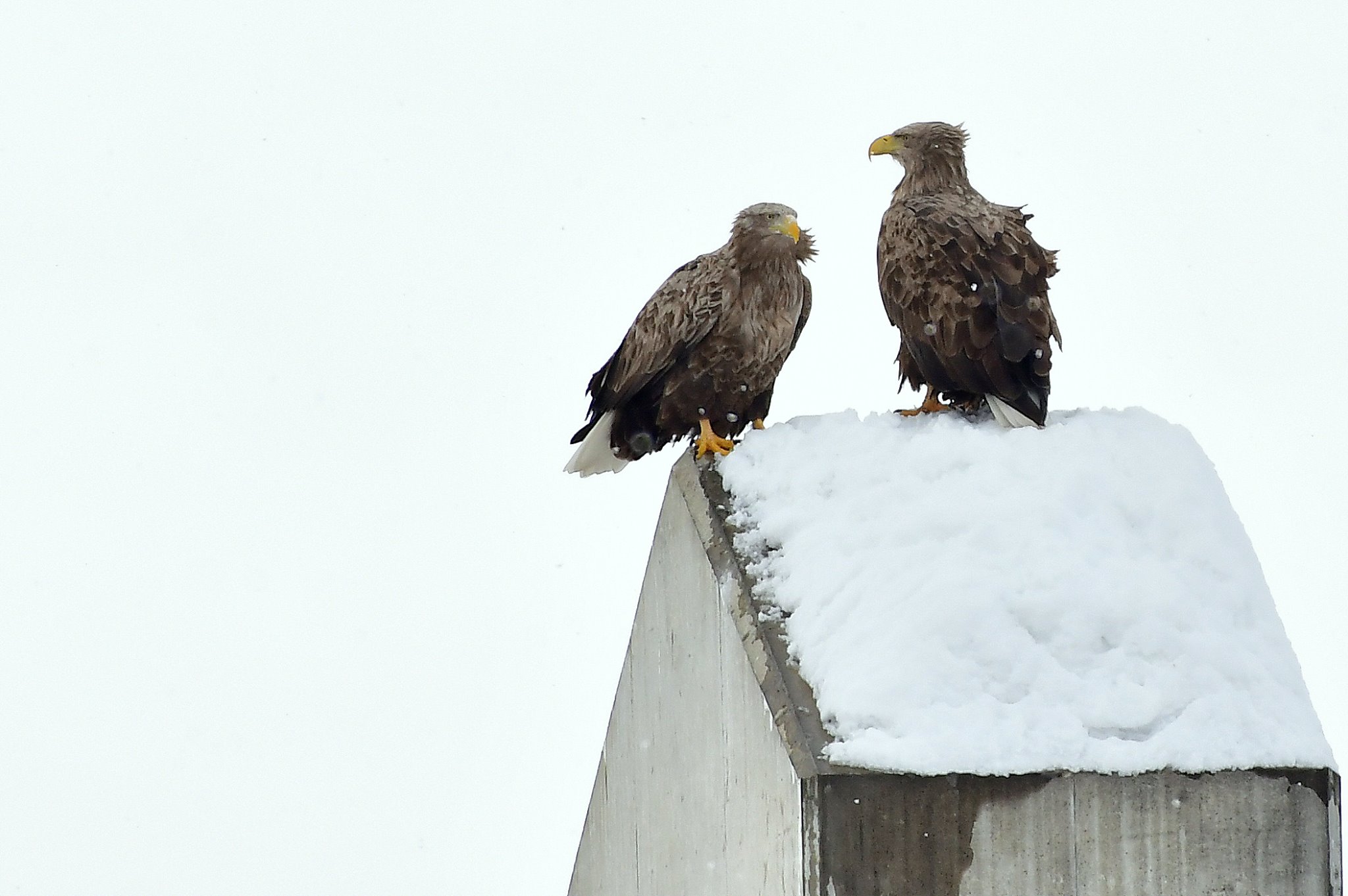 北海道 オジロワシの写真 by Markee Norman