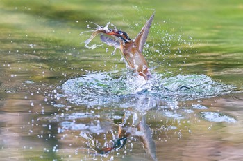 Common Kingfisher 大阪府 Sat, 1/13/2024