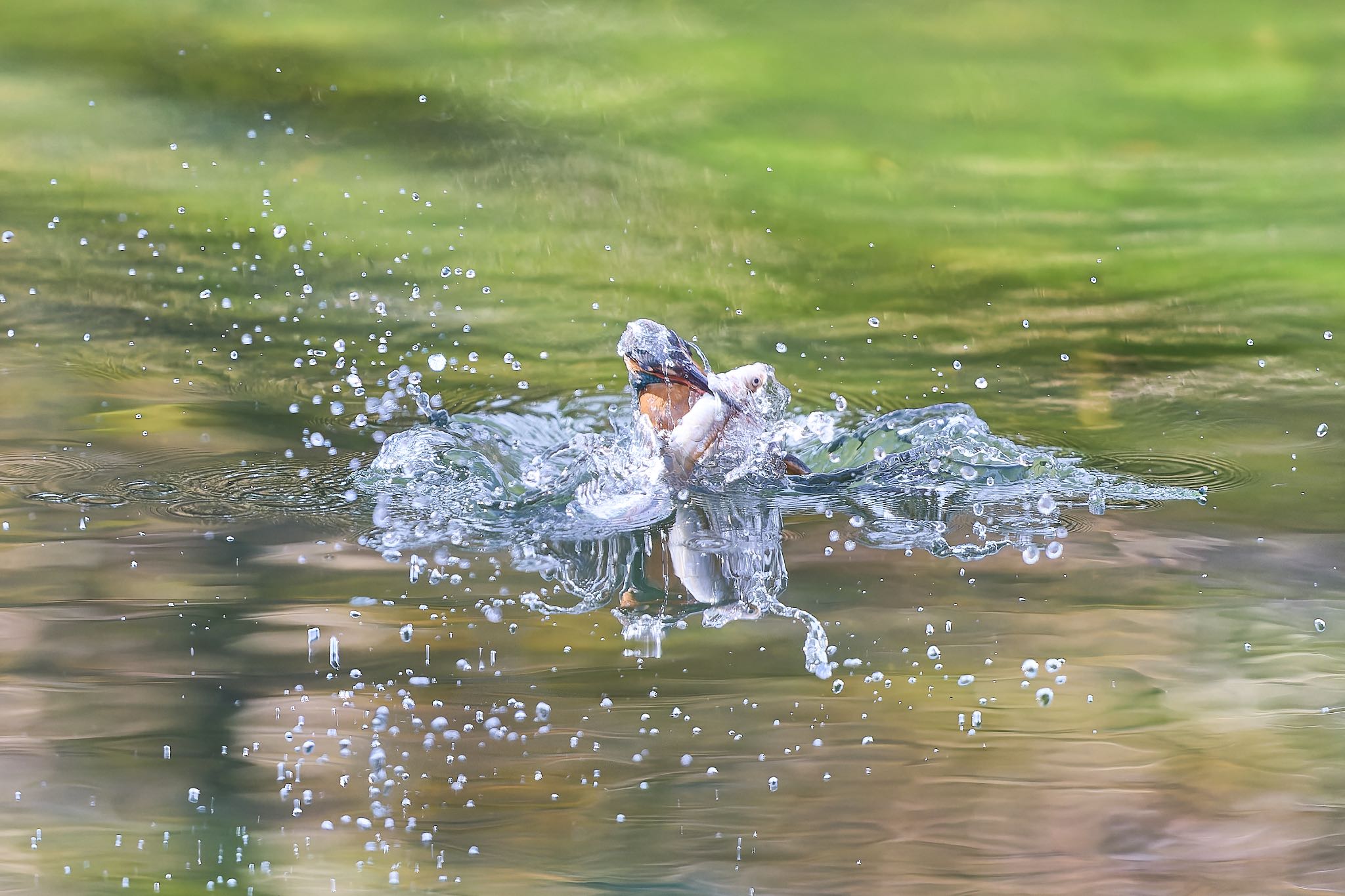 Photo of Common Kingfisher at 大阪府 by 明石のおやじ