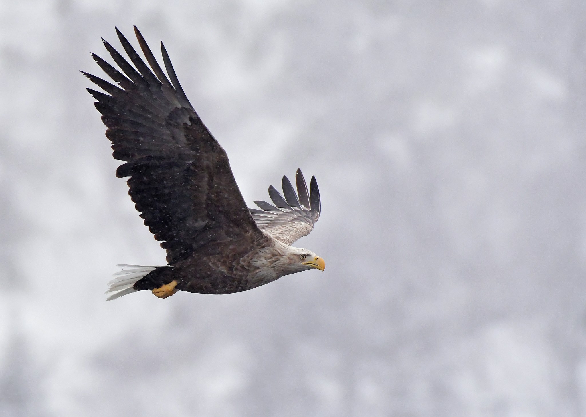 White-tailed Eagle